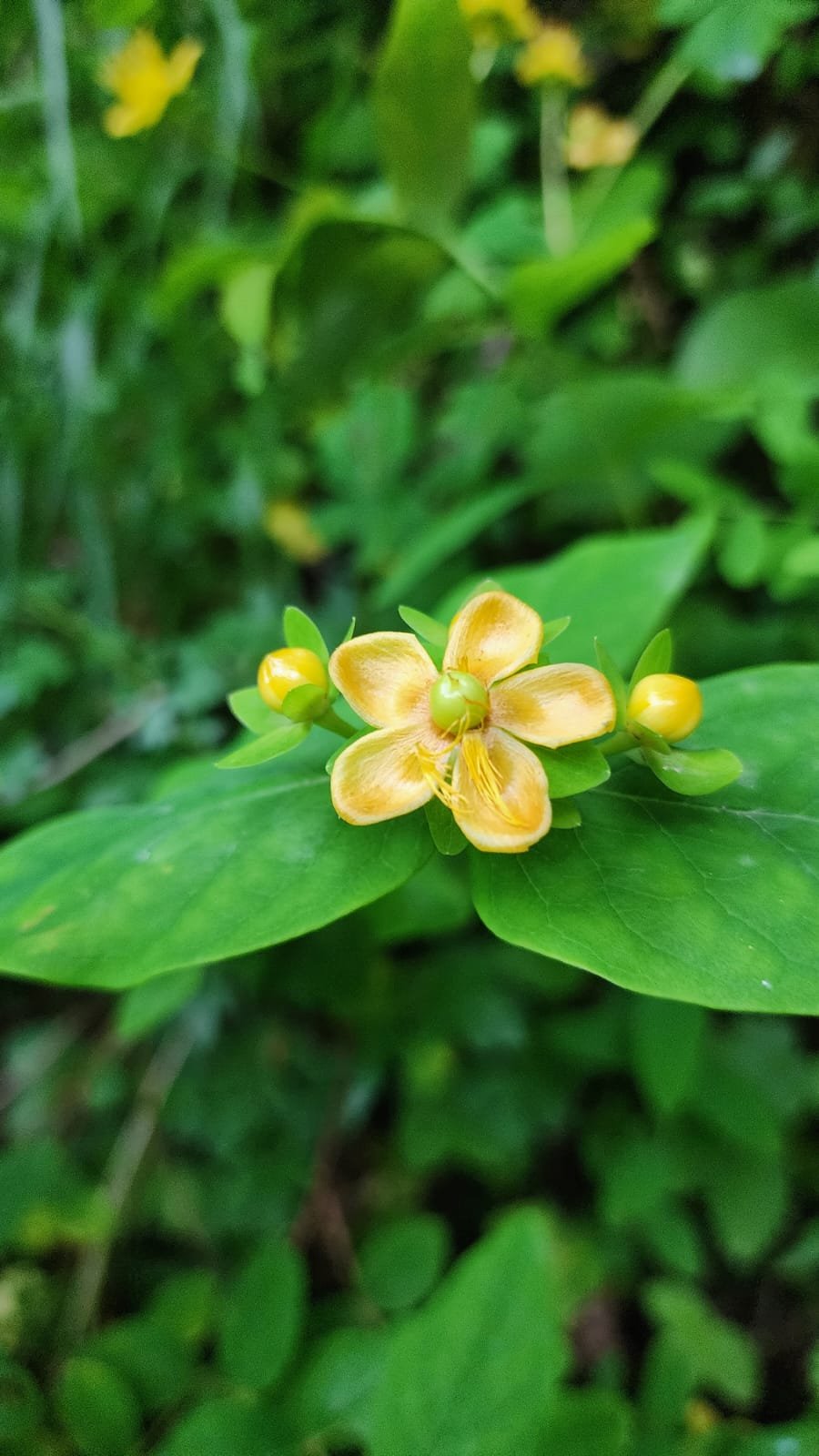 Hypericum Androsaemum