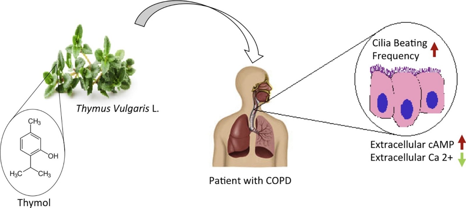 Thymus Vulgaris CAMP