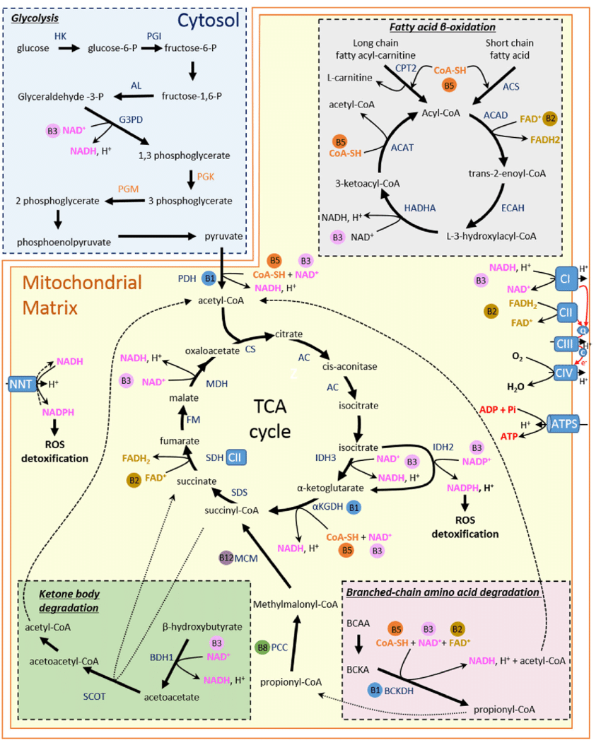 Role-of-B-vitamins-in-energy-metabolism-processes