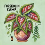 Forskolin for CAMP - Medical Botanica