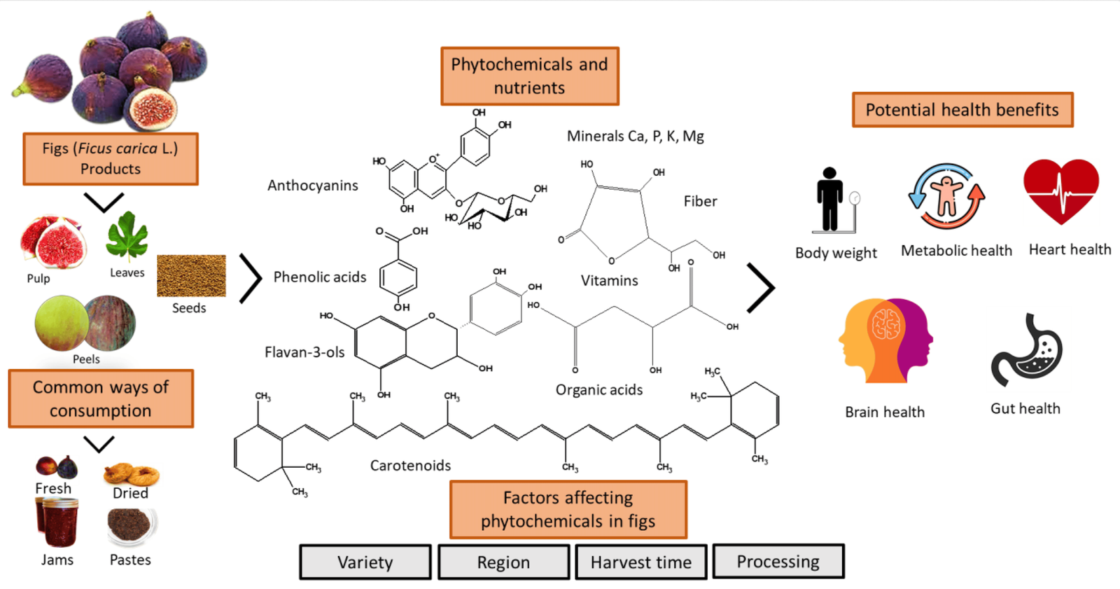 Modern Ethnopharmacology of Fig