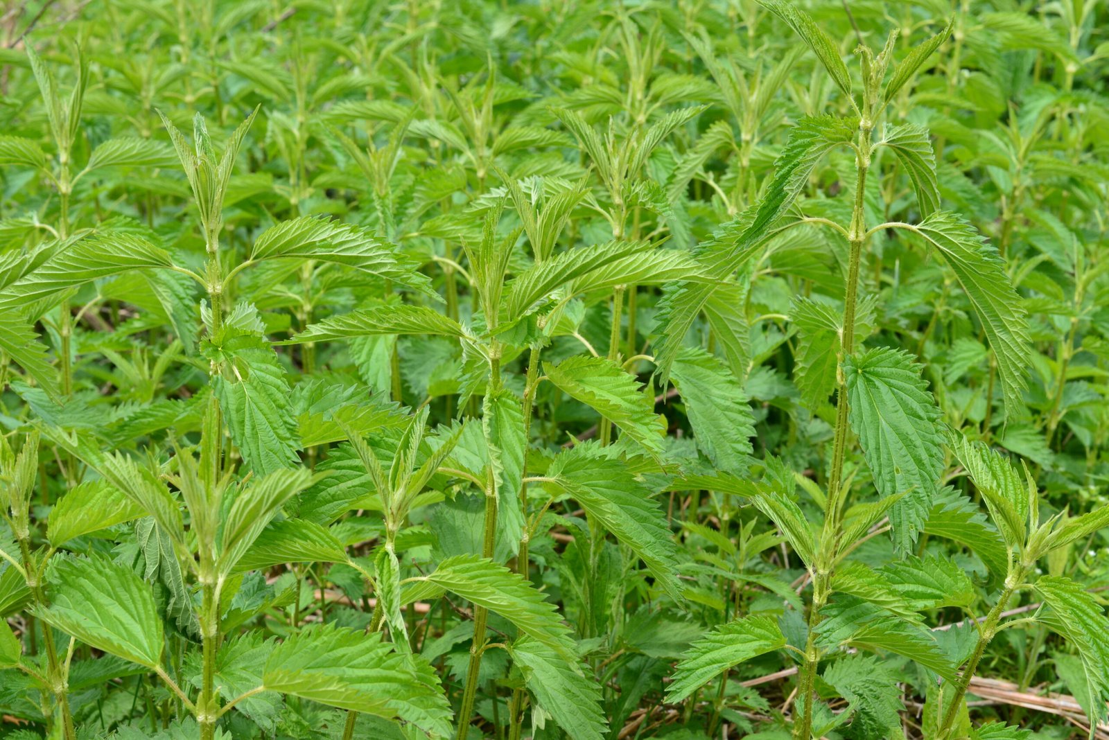 7 Best Nettle Leaf Teas, Powders & Extracts for Holistic Wellness